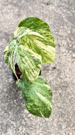 Amydrium Albo Spiderman Monstera Variegated - Image 3