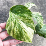 Amydrium Albo Spiderman Monstera Variegated