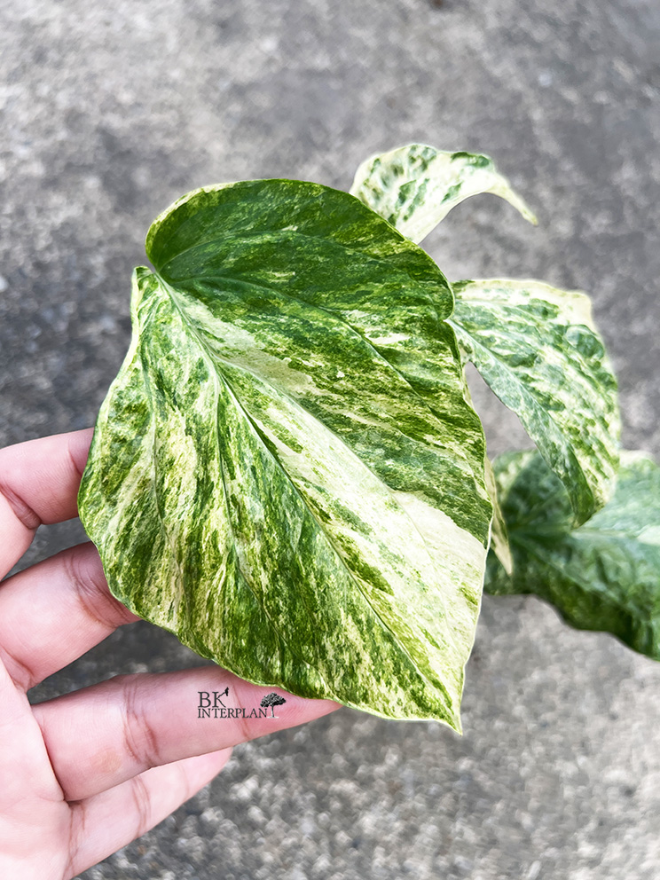 cimg_2401.jpg Amydrium Albo Spiderman Monstera Variegated - Image 1