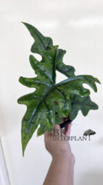 Alocasia Jacklyn - Image 2