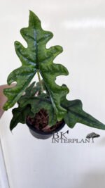 Alocasia Jacklyn - Image 3