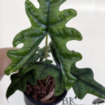 Alocasia Jacklyn