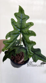 Alocasia Jacklyn