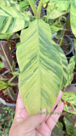 Musa acuminata Colla Simmonds Variegated - Image 2