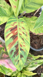 Musa acuminata Colla Simmonds Variegated