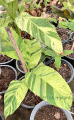 Musa acuminata Colla Simmonds Variegated - Image 3