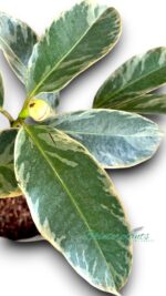 Mangosteen Variegated - Image 4