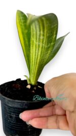 Sansevevieria Senegambica Variegated - Image 3