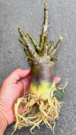 Adenium Socotranum x Black Arabicum Dark skin - Image 2