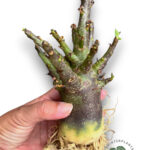 Adenium Socotranum x Black Arabicum Dark skin