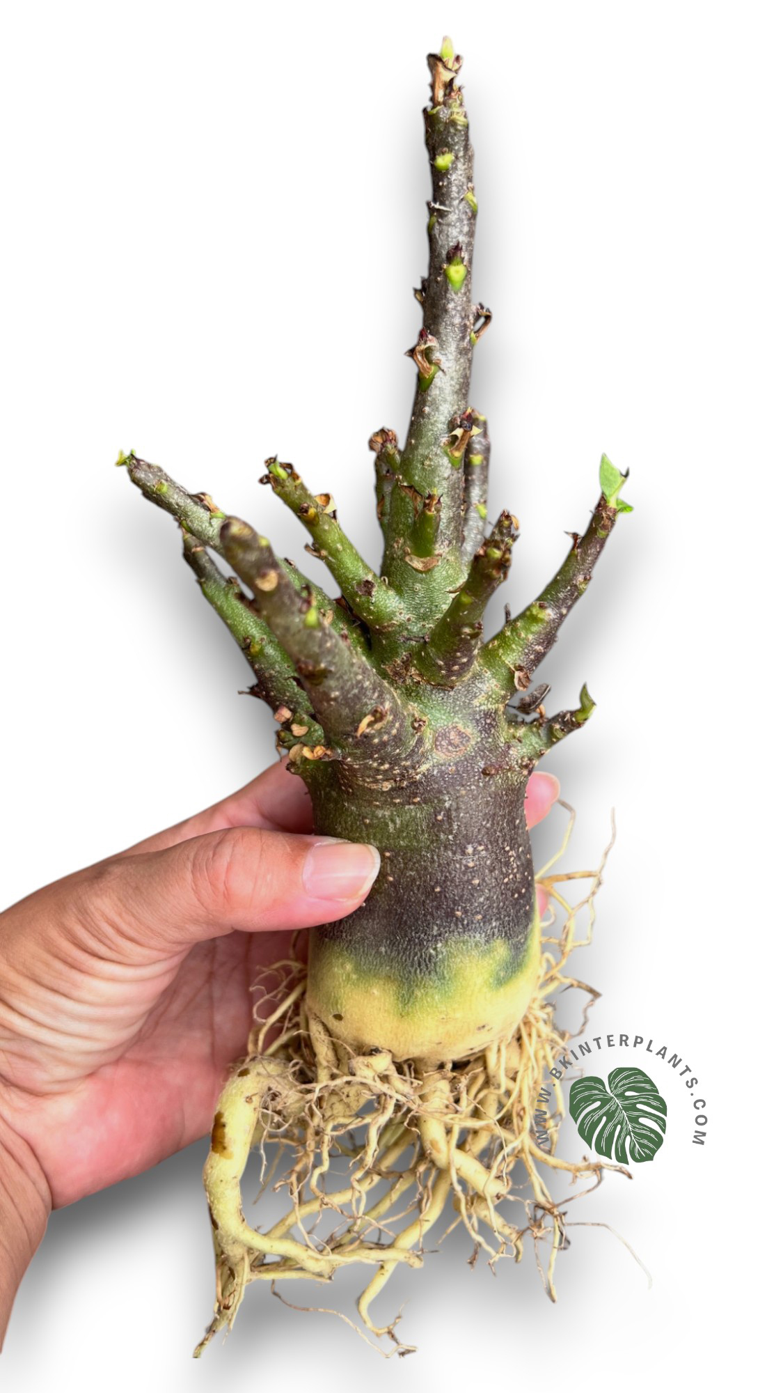 cimg_3114-photoroom.jpg Adenium Socotranum x Black Arabicum Dark skin - Image 1