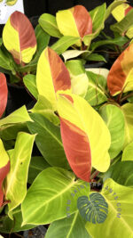 Philodendron Red Moon Variegated - Image 3