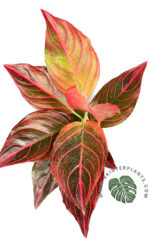 Aglaonema Red Vein - Image 3