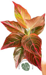 Aglaonema Red Vein - Image 2