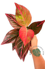 Aglaonema Red Vein - Image 4