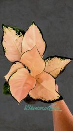 Aglaonema Pink Kosin - Image 3