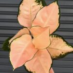 Aglaonema Pink Kosin