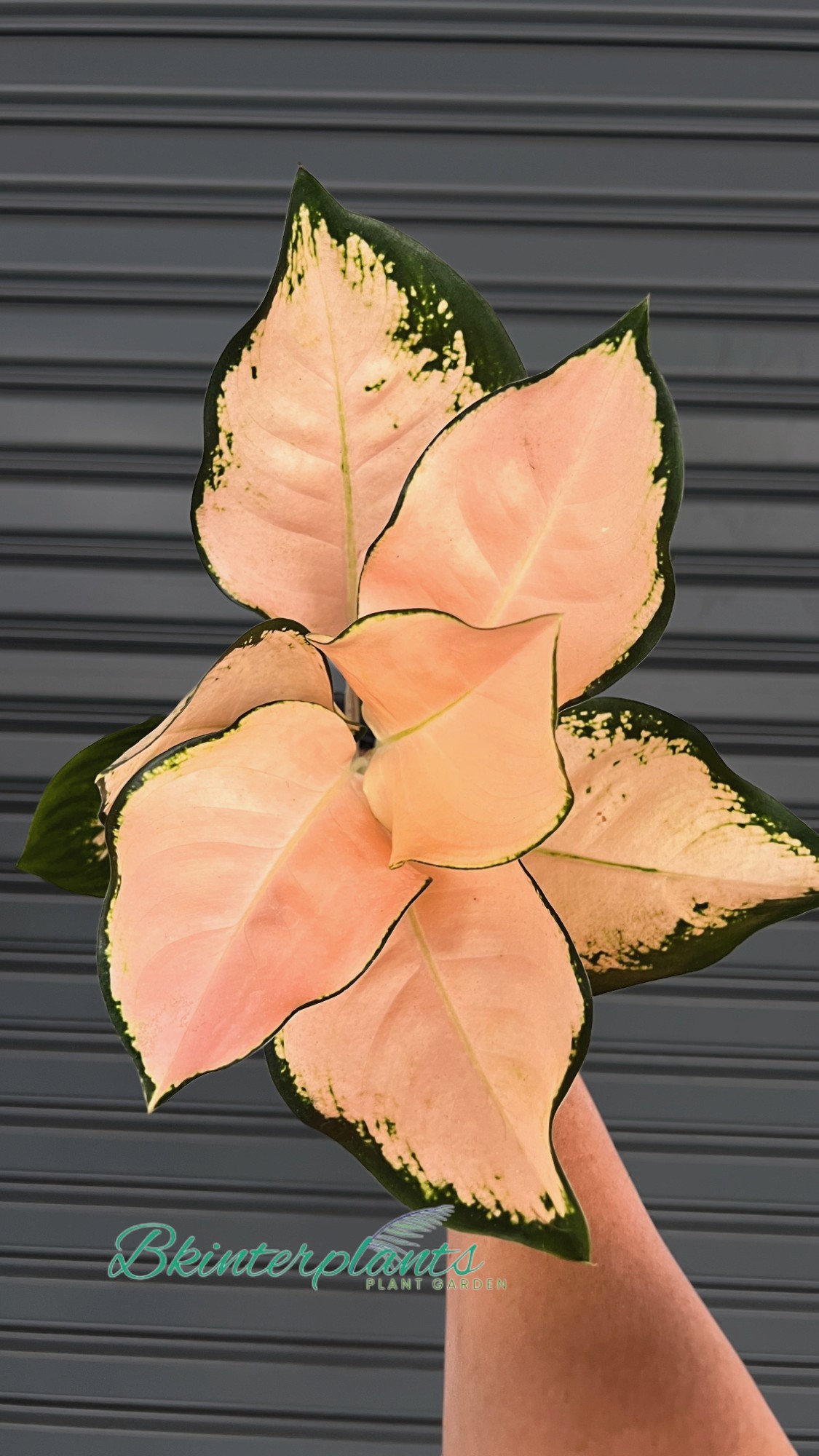 cimg_3209-photoroom.jpg Aglaonema Pink Kosin - Image 1