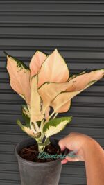 Aglaonema Pink Kosin - Image 2