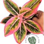 Aglaonema Lotus Delight
