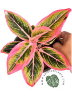 Aglaonema Lotus Delight