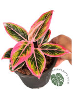 Aglaonema Lotus Delight - Image 2