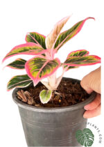 Aglaonema Lotus Delight - Image 3
