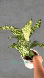 Dracaena JT Stardust - Image 4