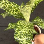 Dracaena JT Stardust