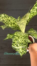 Dracaena JT Stardust