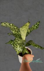 Dracaena JT Stardust - Image 2