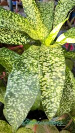 Dracaena JT Stardust - Image 3