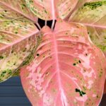 Aglaonema Orange Gold Star