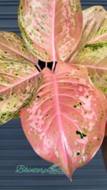Aglaonema Orange Gold Star
