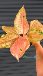 Aglaonema Orange Gold Star - Image 3