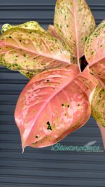Aglaonema Orange Gold Star - Image 2