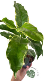 Hoya Multiflora Blume Variegated - Image 4