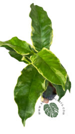 Hoya Multiflora Blume Variegated - Image 2