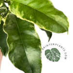 Hoya Multiflora Blume Variegated