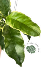 Hoya Multiflora Blume Variegated