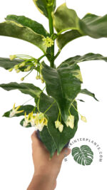 Hoya Multiflora Blume Variegated - Image 5