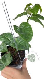 Hoya Praetorii - Image 4