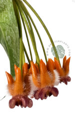 Hoya Praetorii - Image 2