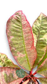 5 Plants Plumeria Siam Red Ruby Variegated