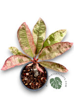 5 Plants Plumeria Siam Red Ruby Variegated - Image 2