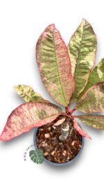 5 Plants Plumeria Siam Red Ruby Variegated - Image 4