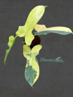 Philodendron Violin Variegated - Image 4