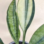 Sansevieria Concinna Spoon Variegated Leaf