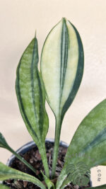 Sansevieria Concinna Spoon Variegated Leaf