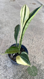 Sansevieria Concinna Spoon Variegated Leaf - Image 4